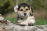 CORGI PEMBROKE 1032